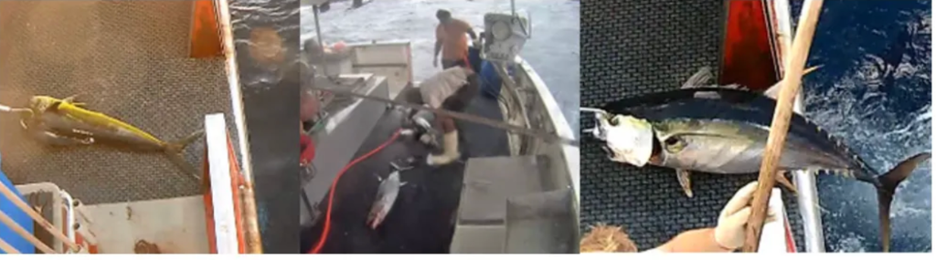 Mastering Image Segmentation with Python: A Step-by-Step Guide to Build a U-Net Model